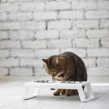 MiaCara Desco pet bowl set - Agof Store